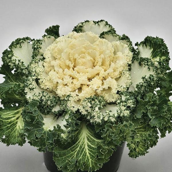 Nagoya White ornamental kale and cabbage