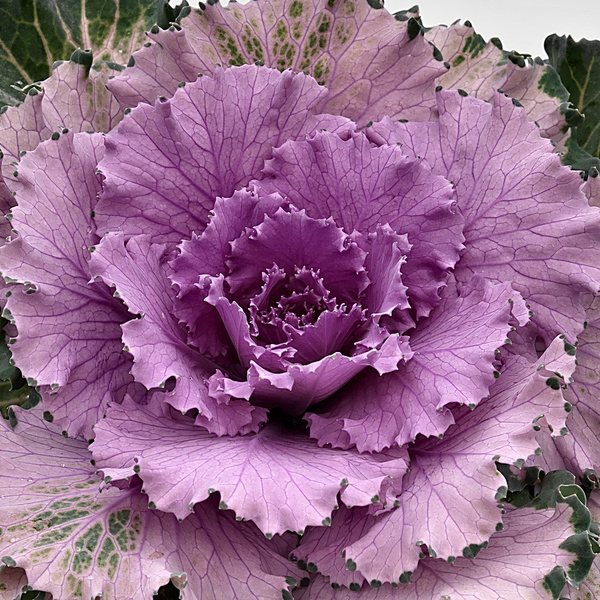 Osaka Pink ornamental kale and cabbage