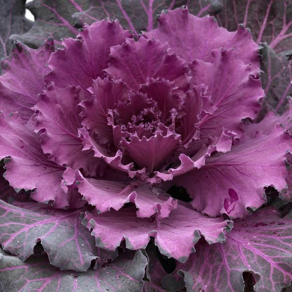 Osaka Red ornamental kale and cabbage