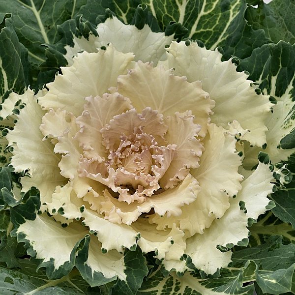 Osaka White ornamental kale and cabbage