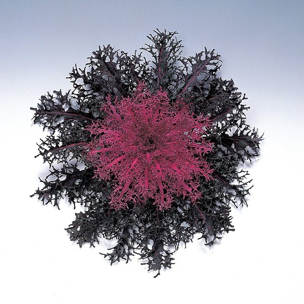 Peacock Red ornamental kale and cabbage