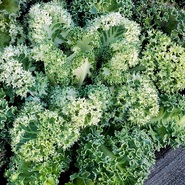 Yokohama White ornamental kale and cabbage