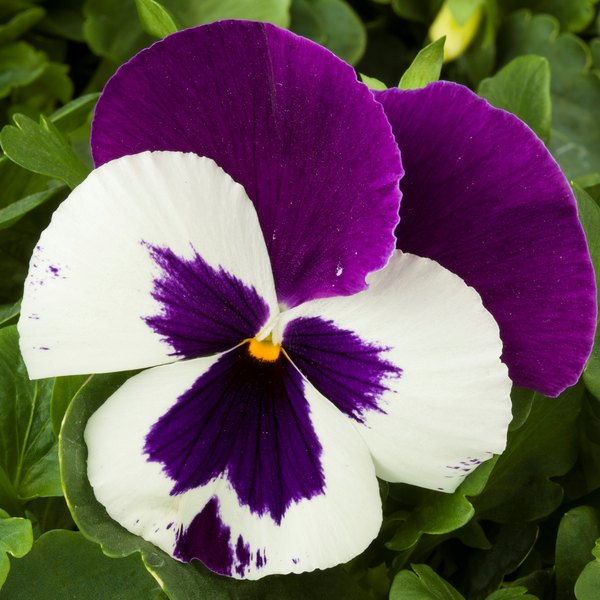 Blue and White pansy