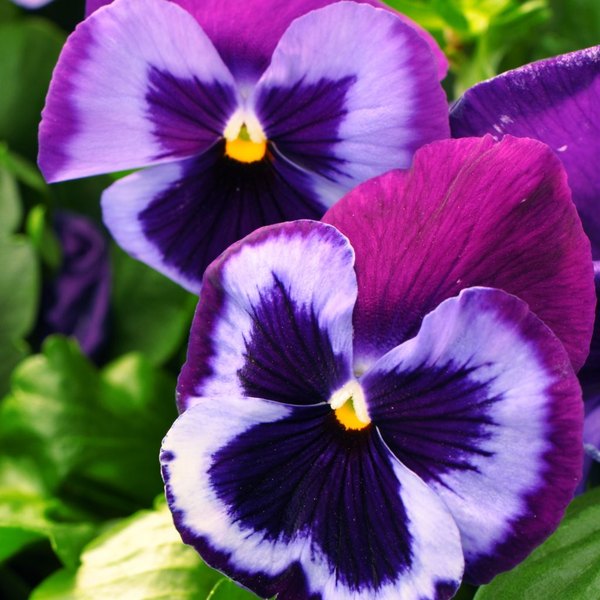 Blue Jeans pansy