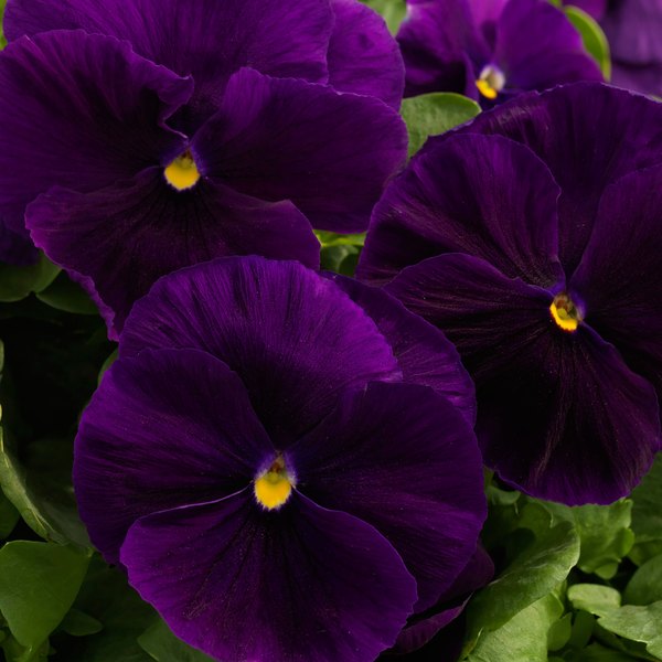 Clear Purple pansy