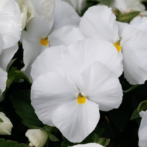Clear White pansy
