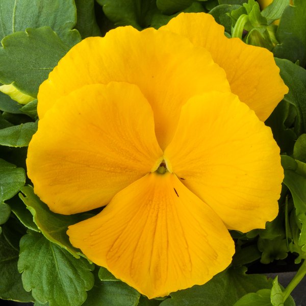 Clear Yellow pansy