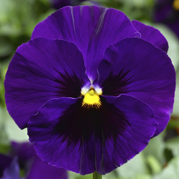 Deep Blue with Blotch pansy