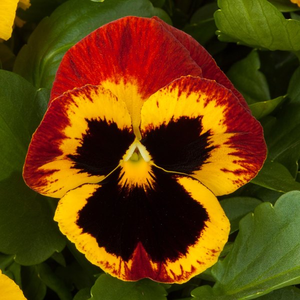 Fire pansy