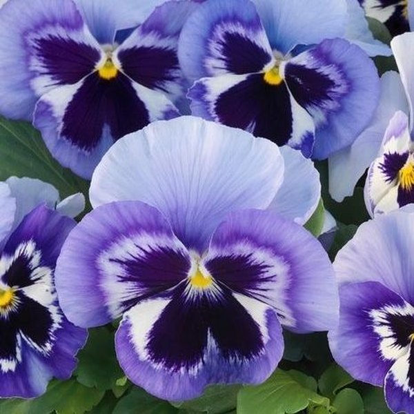 Marina pansy