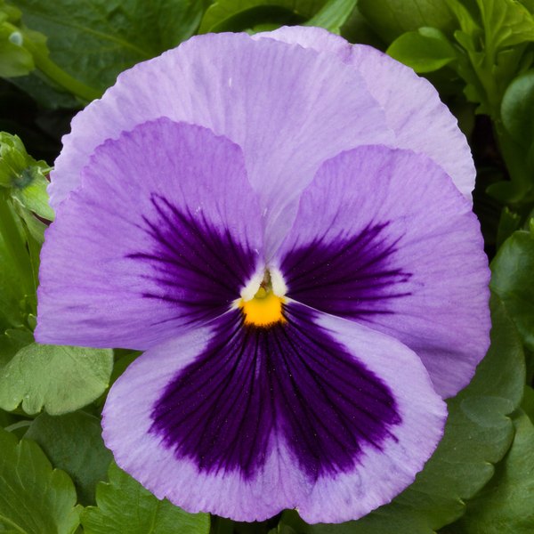 Mid Blue with Blotch pansy