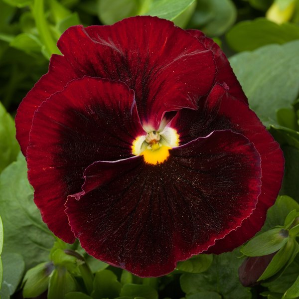 Red with Blotch pansy