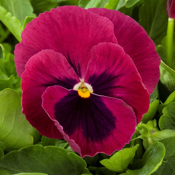 Rose with Blotch pansy
