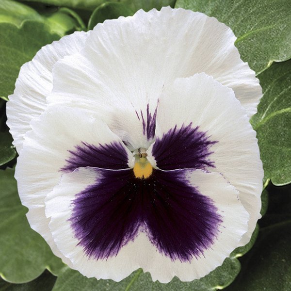 White with Blotch pansy