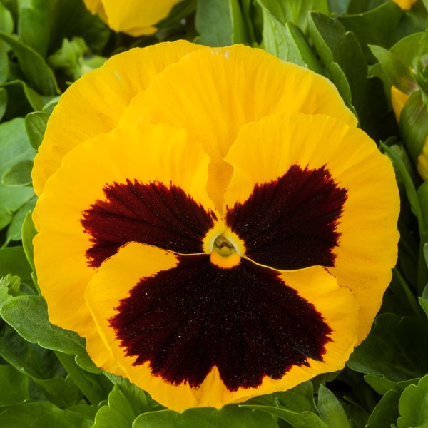 Yellow with Blotch pansy