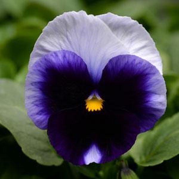 Matrix Beaconsfield pansy