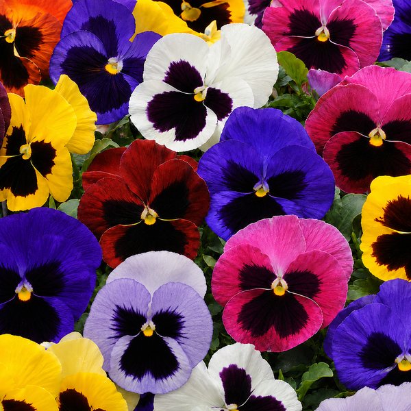 Matrix Blotch Mix pansy