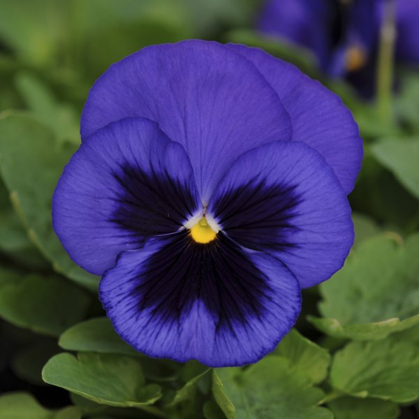 Matrix Blue Blotch pansy