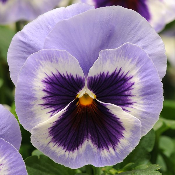 Matrix Blue Wing pansy
