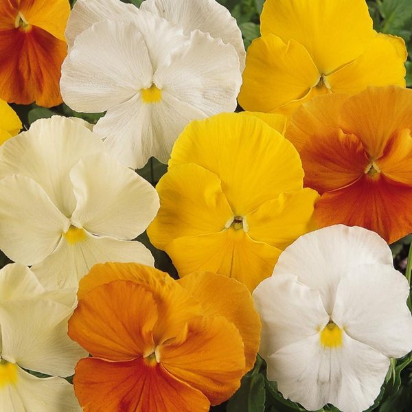 Matrix Citrus Mix pansy