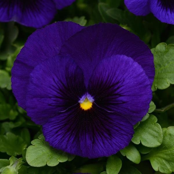 Matrix Deep Blue Blotch pansy