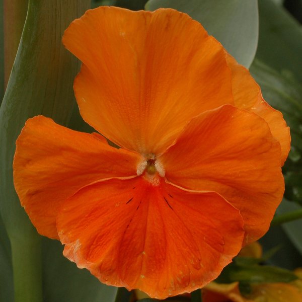 Matrix Deep Orange pansy