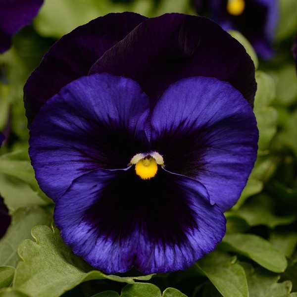 Matrix Denim pansy
