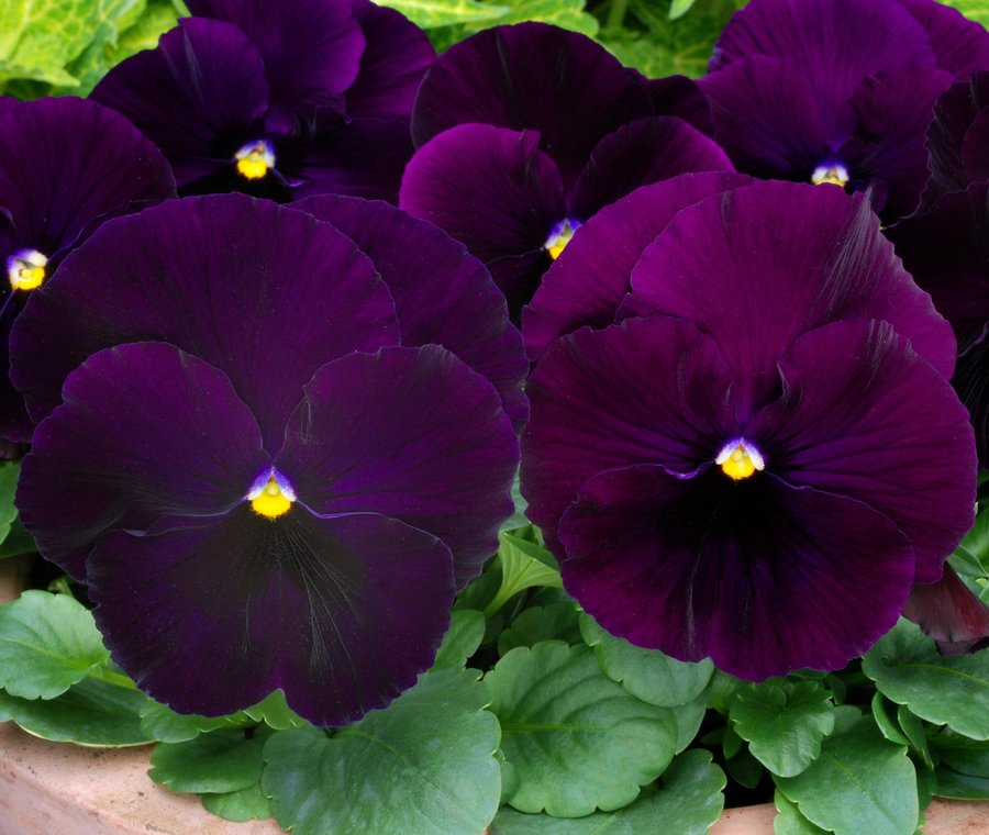 Matrix Purple pansies in a pot