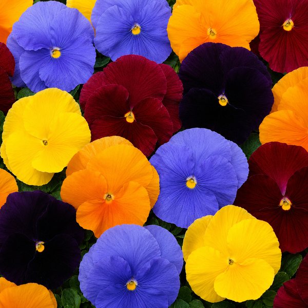 Matrix Jewels Mix pansy