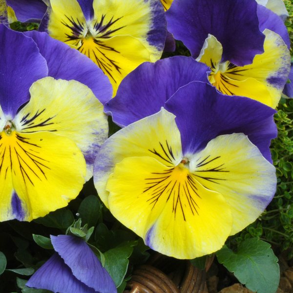 Matrix Morpheus pansy