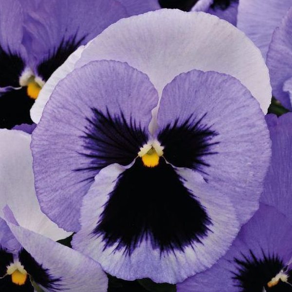 Matrix Ocean pansy