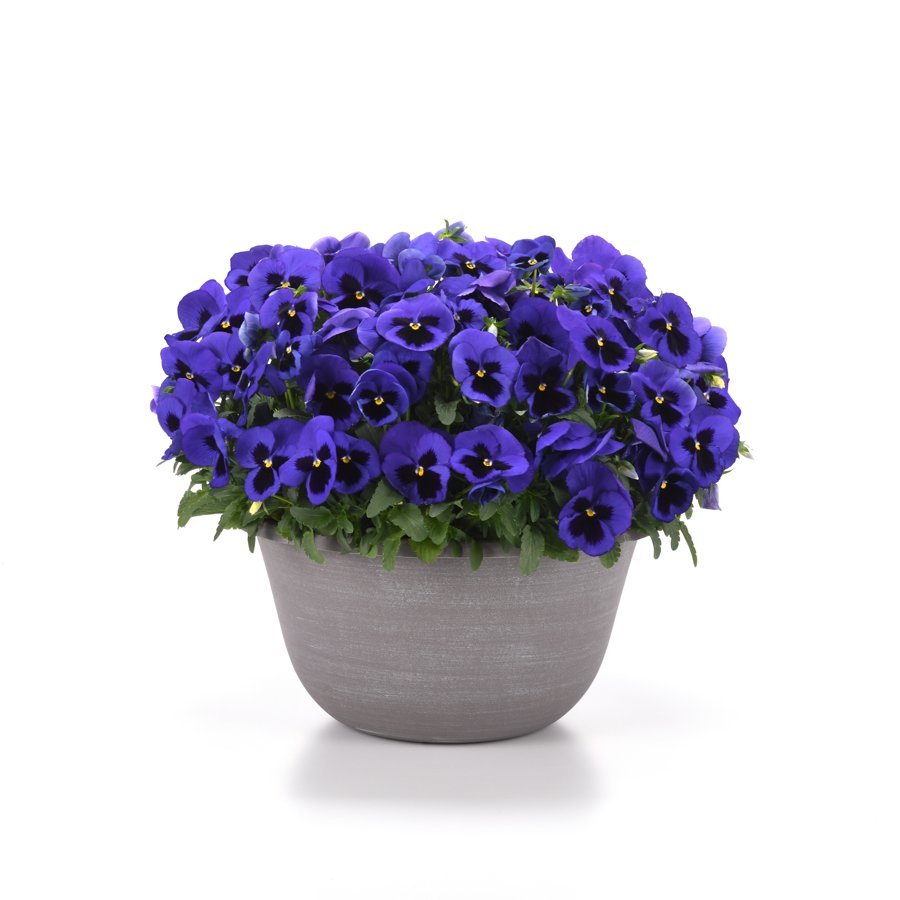 Matrix Blue Blotch finished pot
