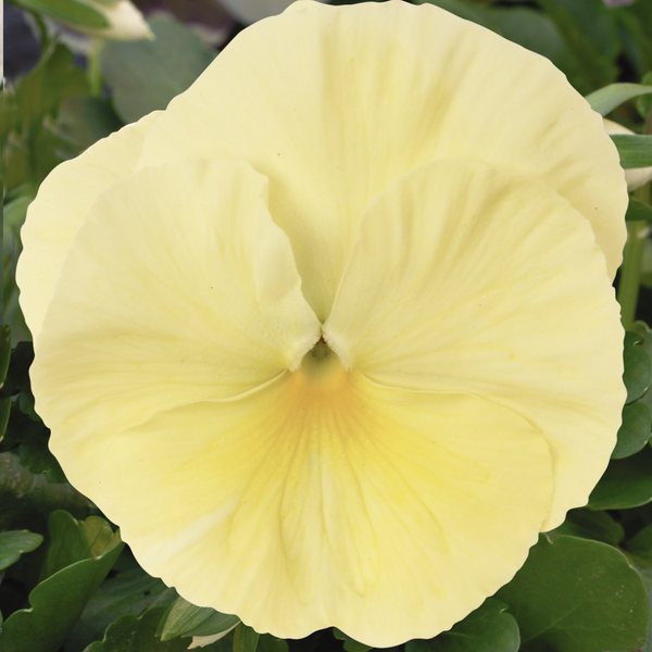 Matrix Primrose pansy
