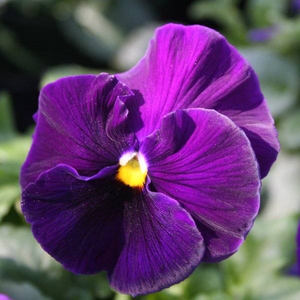 Matrix Purple pansy