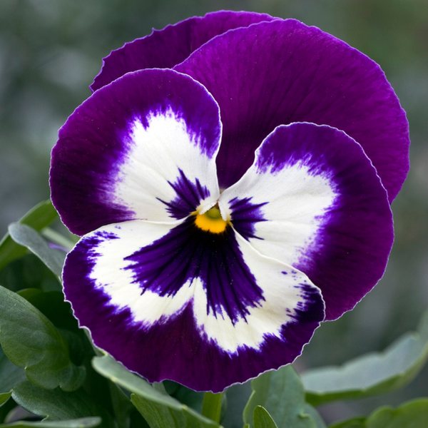 Matrix Purple & White pansy