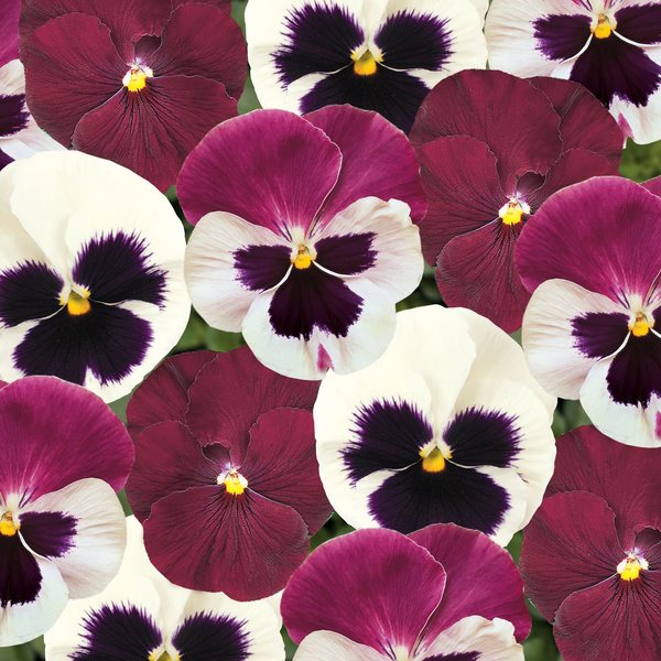 Matrix Raspberry Sundae Mix pansy