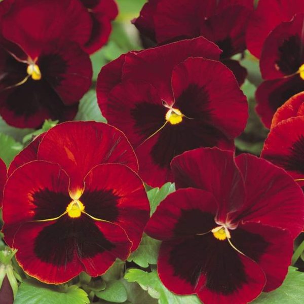 Matrix Red Blotch pansy