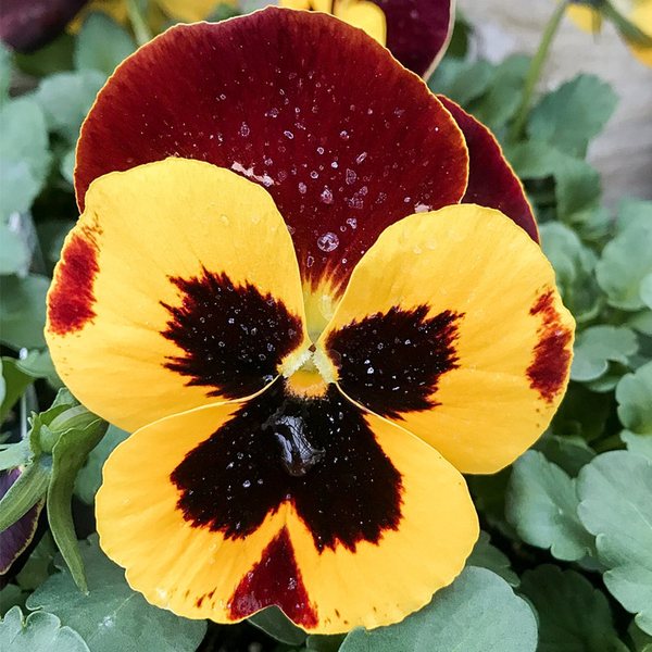 Matrix Red Wing pansy