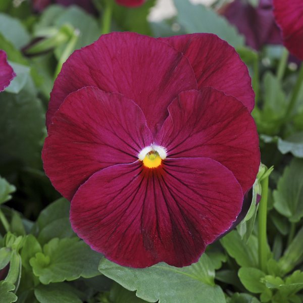 Matrix Rose pansy
