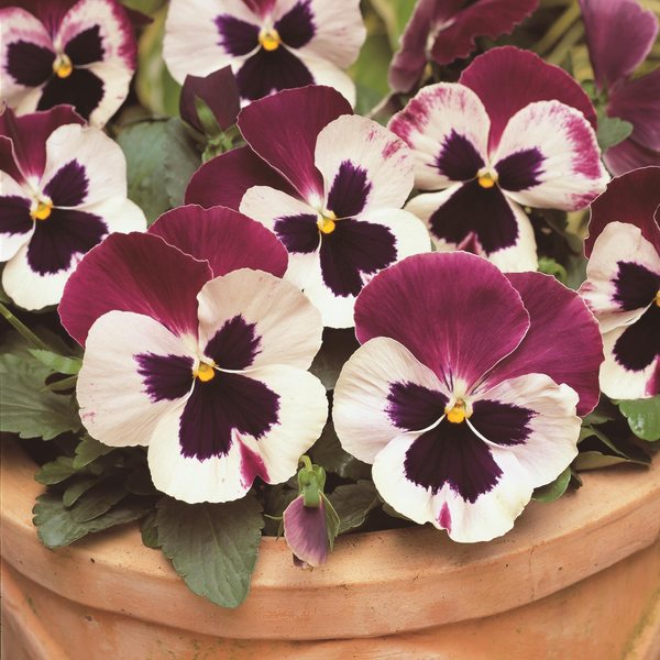 Matrix Rose Wing pansy