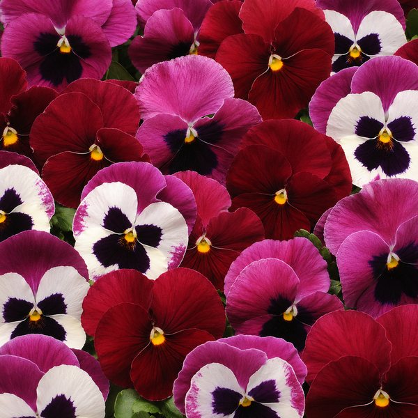 Matrix Ruby Mix pansy