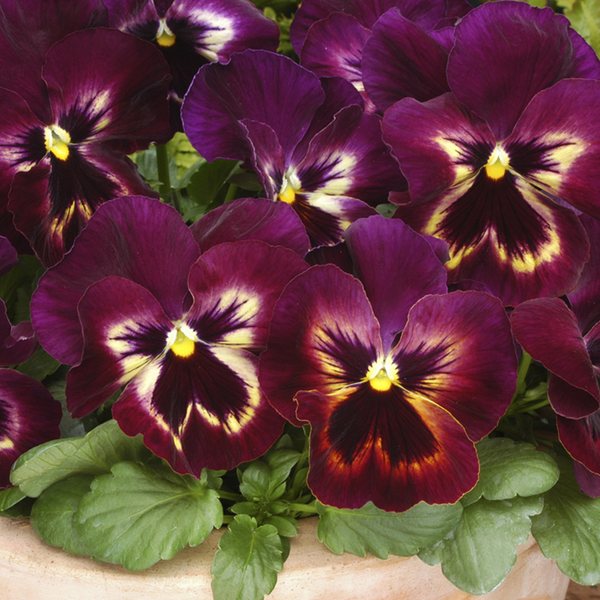 Matrix Sangria pansy