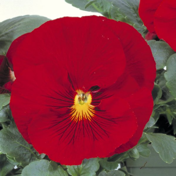 Matrix Scarlet pansy