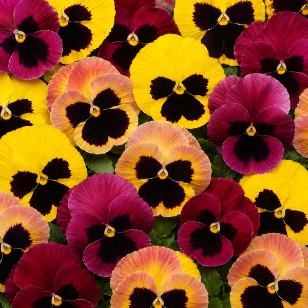 Matrix Sunfire Mix pansy