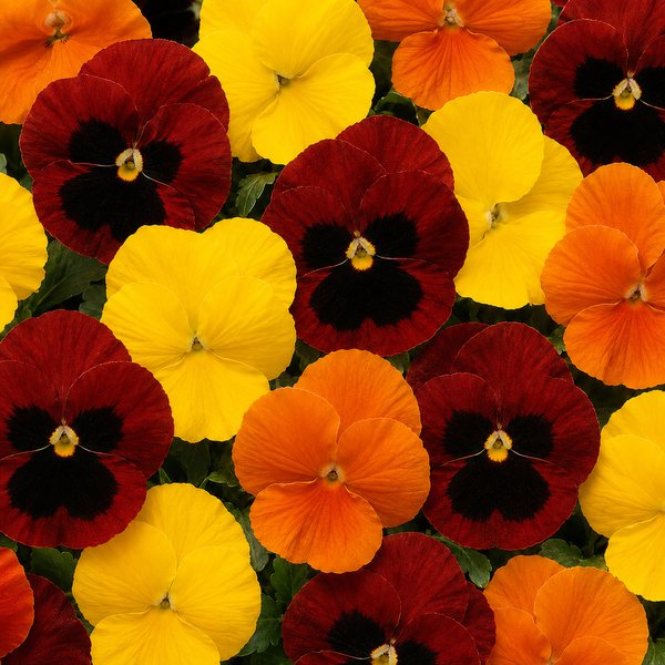 Matrix Topaz Mix pansy