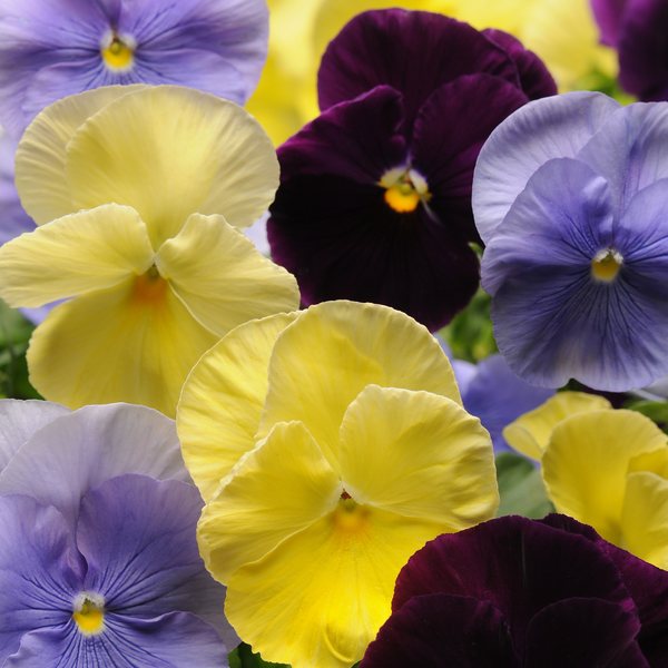 Matrix Tricolor Mix pansy