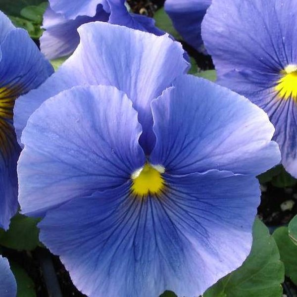 Matrix True Blue pansy