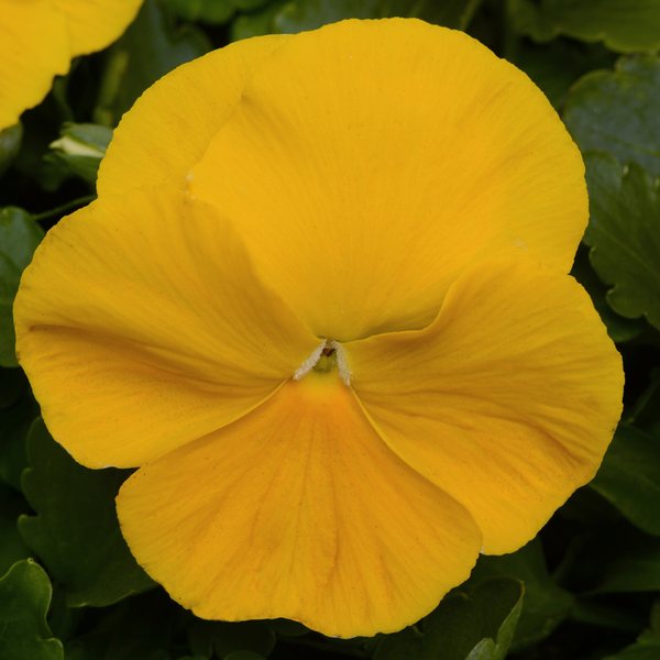 Matrix Yellow pansy