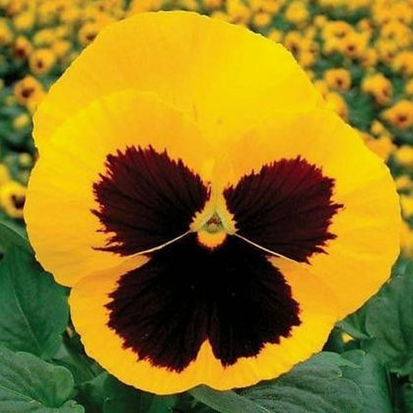 Matrix Yellow Blotch pansy