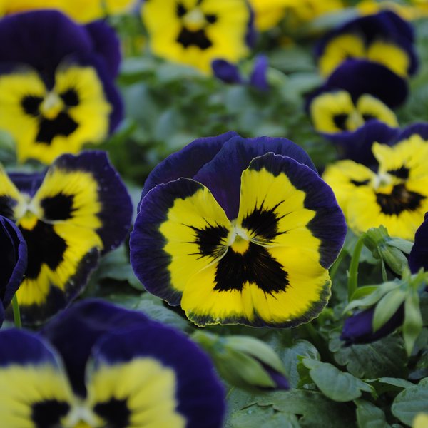 Matrix Yellow Purple Wing pansy